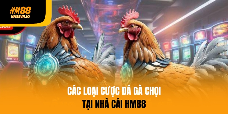 Các loại cược đá gà chọi trên HM88